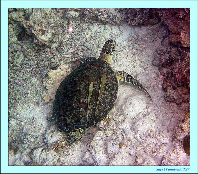 2011 - 08 - Borneo - Mataking 67